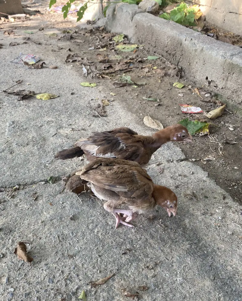 Aseel chicks — photo 4