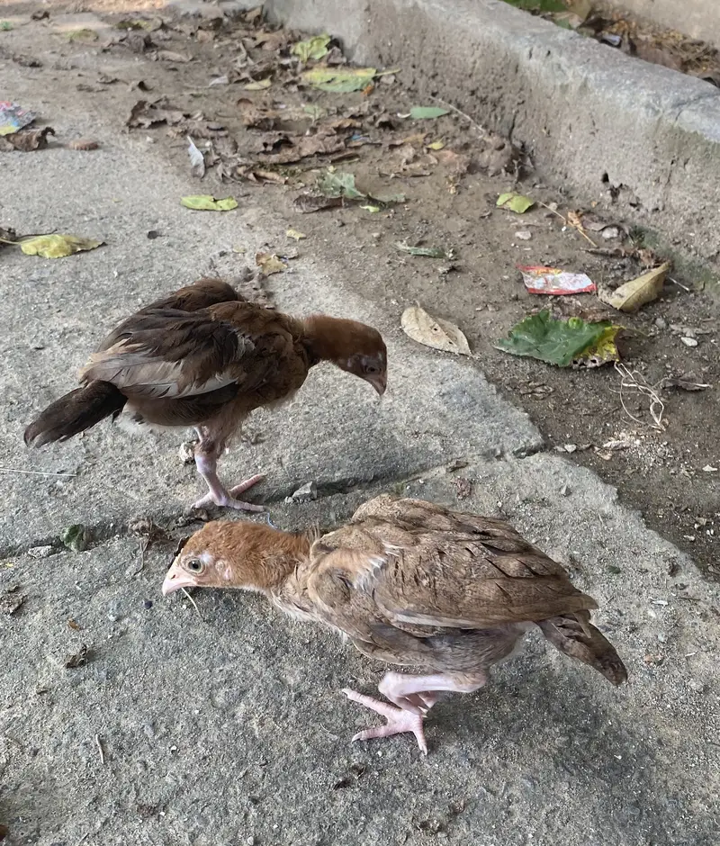 Aseel chicks — photo 8