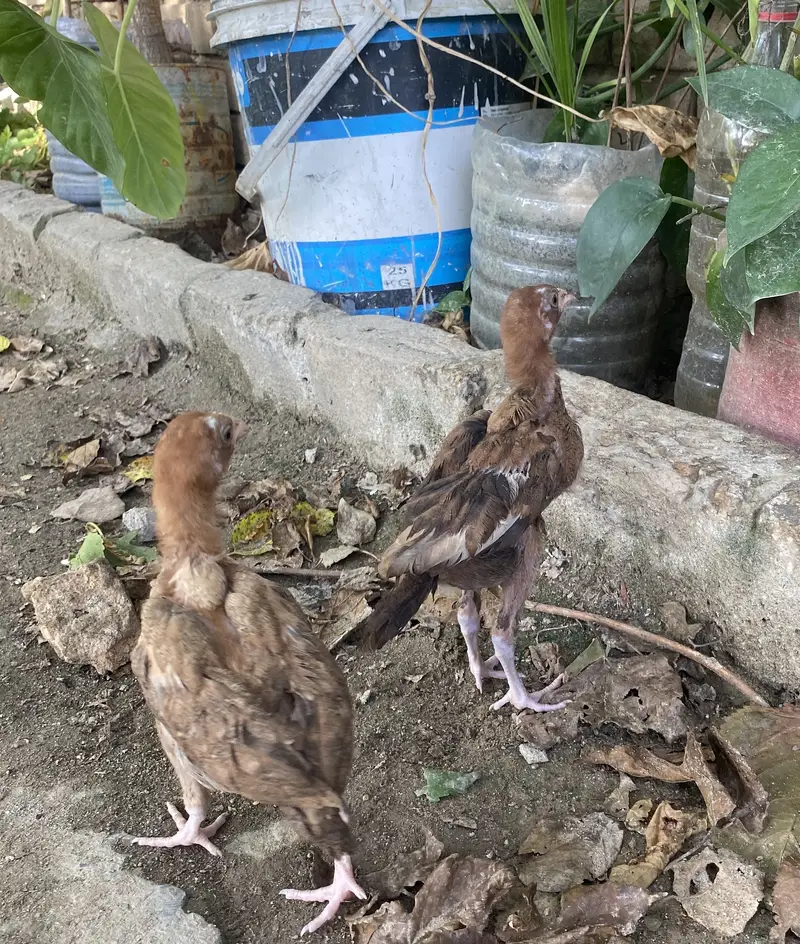 Aseel chicks — photo 9
