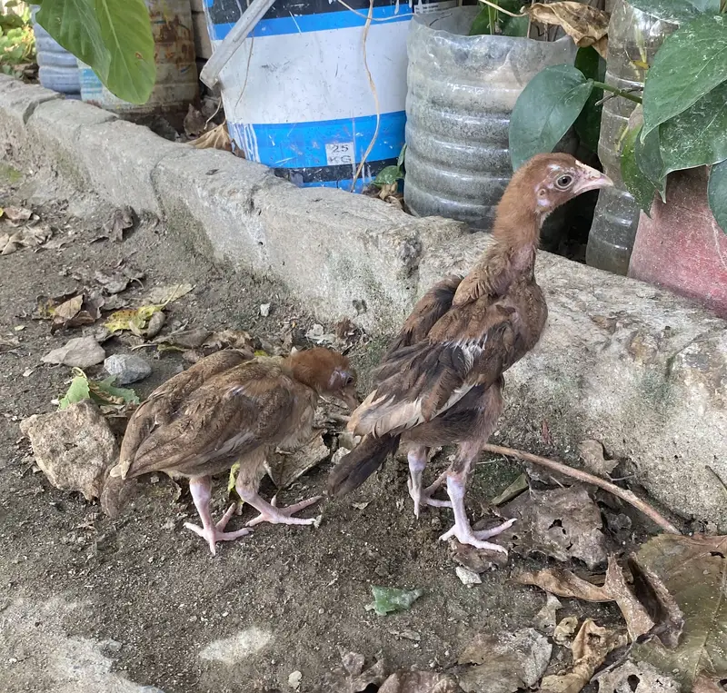 Aseel chicks — photo 10