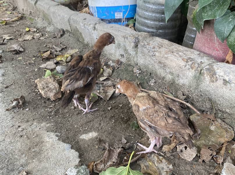 Aseel chicks 10