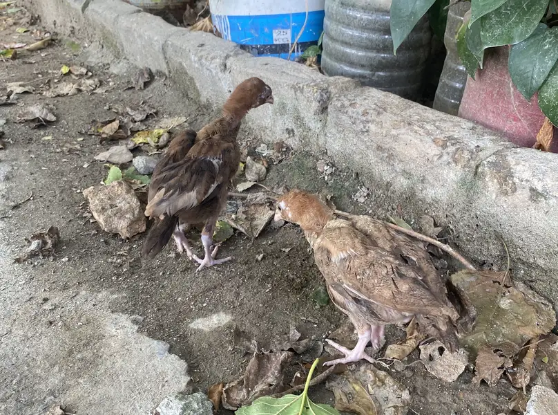 Aseel chicks — photo 11