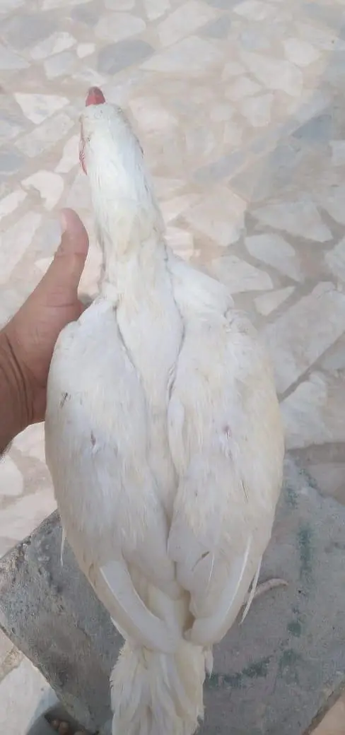 paper white mianwali aseel — photo 2