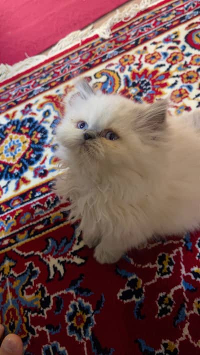 Himaliyan kitten white