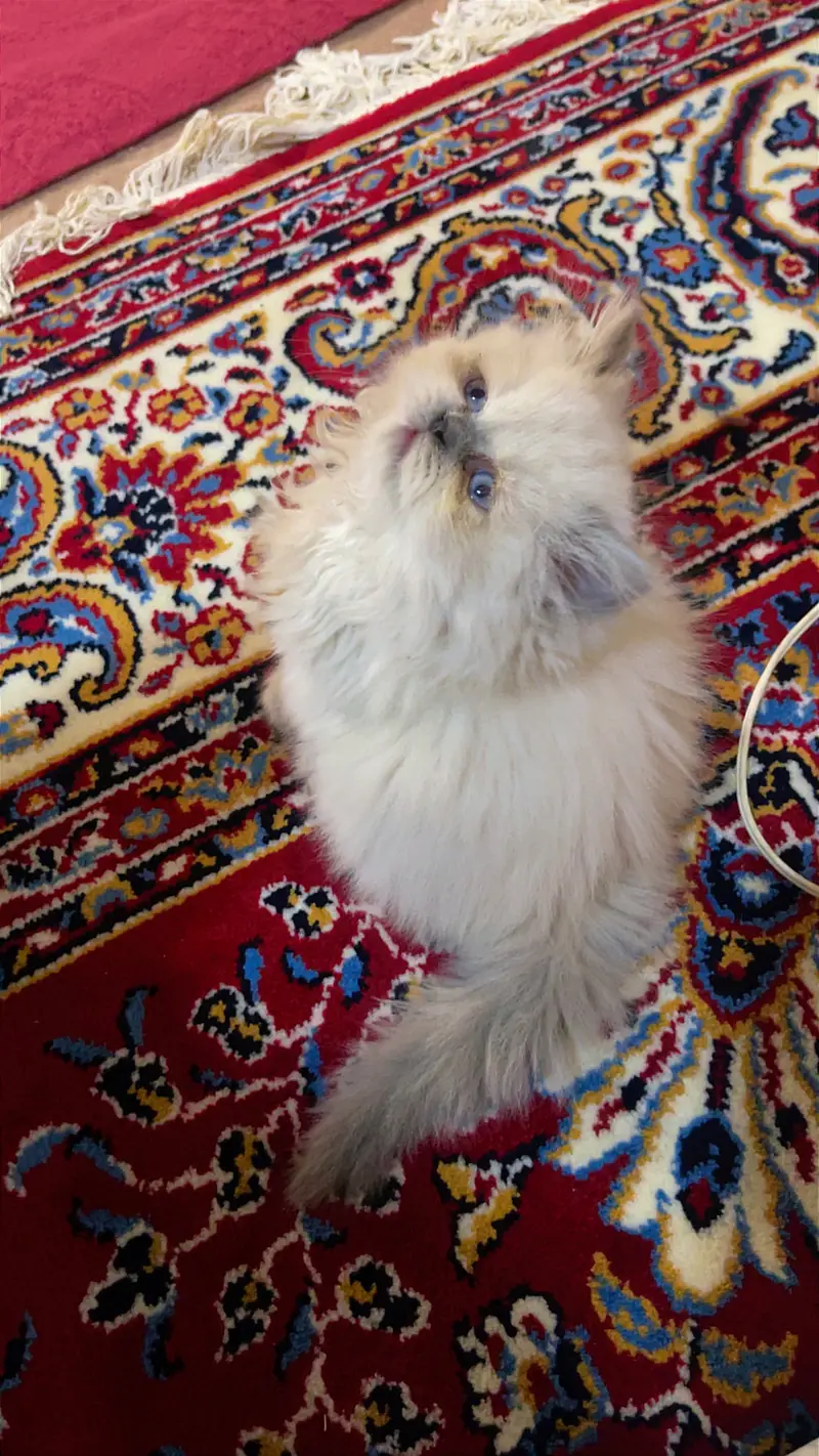 Himaliyan kitten white — photo 2