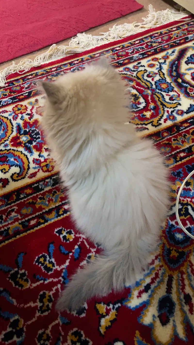 Himaliyan kitten white — photo 3