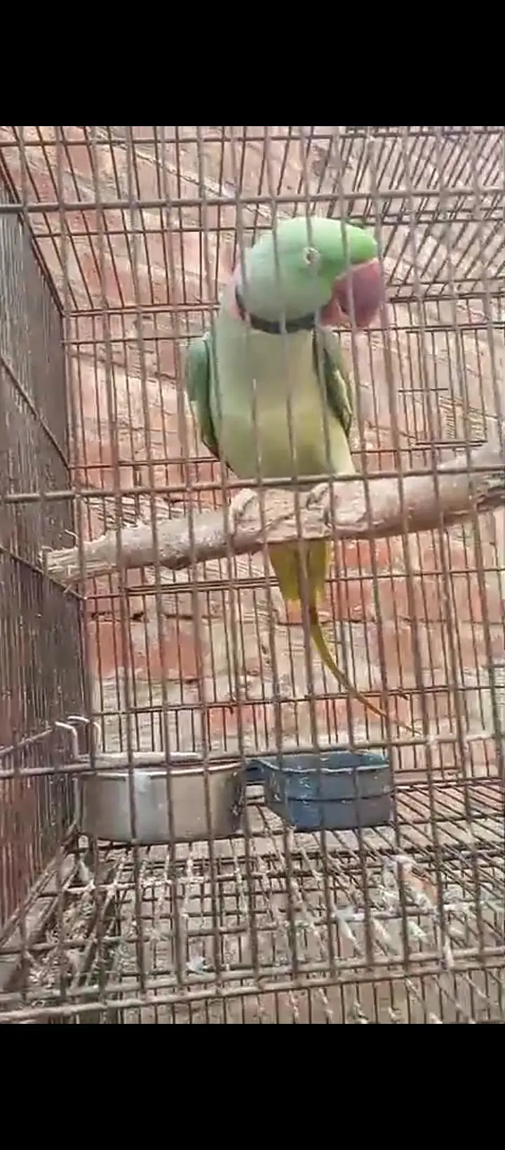 Raw males for sale breader wtsp 03204847881
