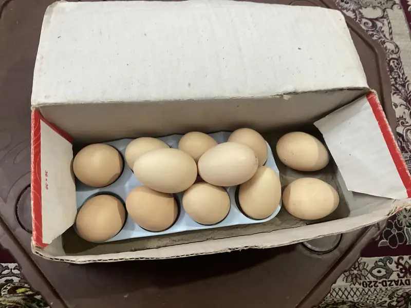 Golden buff fertile eggs for sale