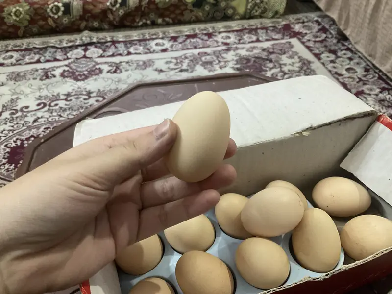 Golden buff fertile eggs for sale — photo 2