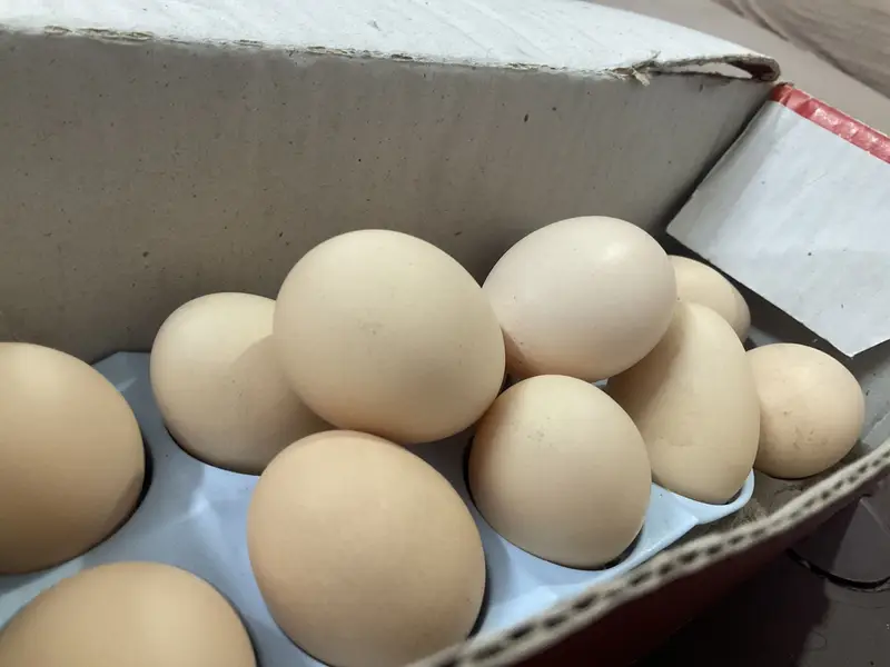 Golden buff fertile eggs for sale — photo 3