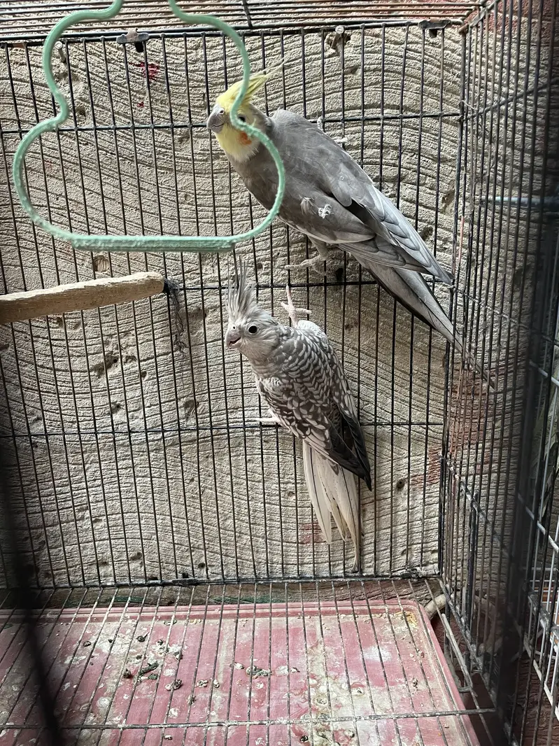 3 pc cocktail for sale