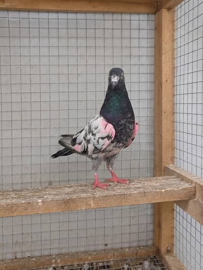 Teddy Breeder Female