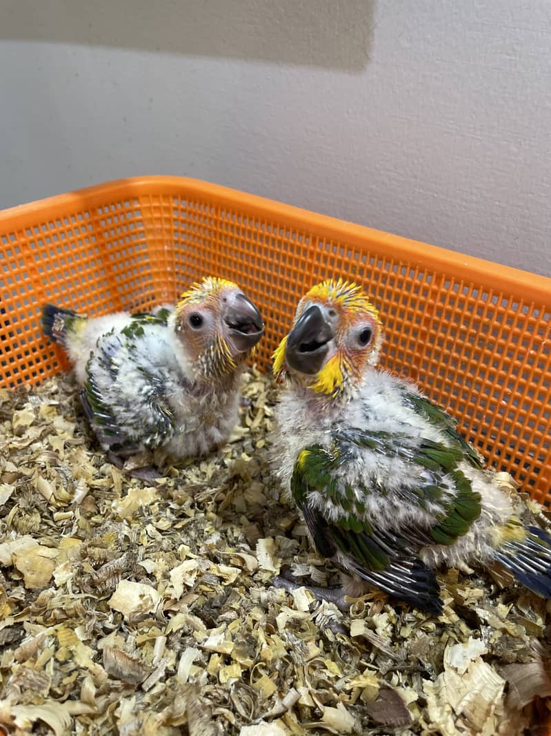 Sunconure chicks 0