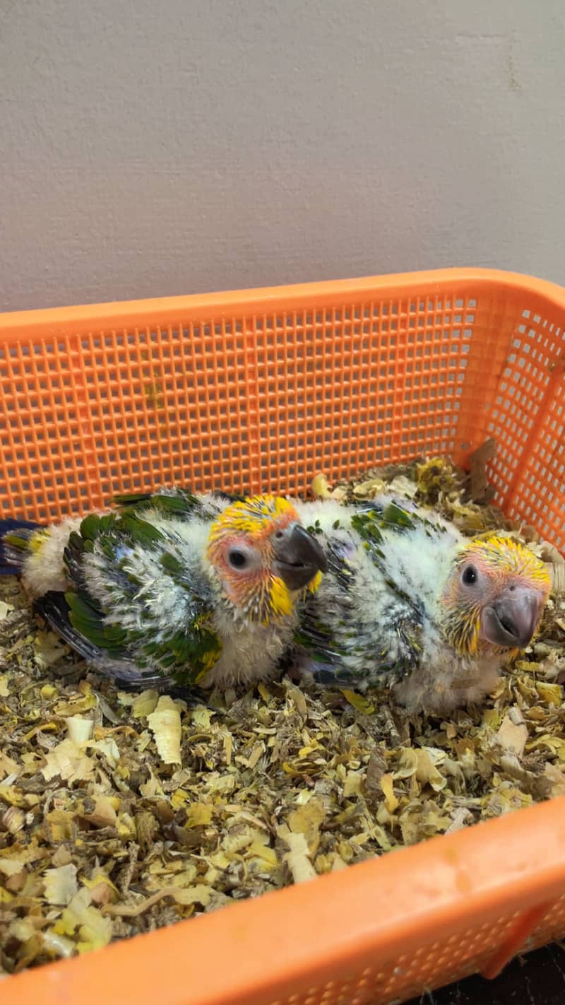 Sunconure chicks 1