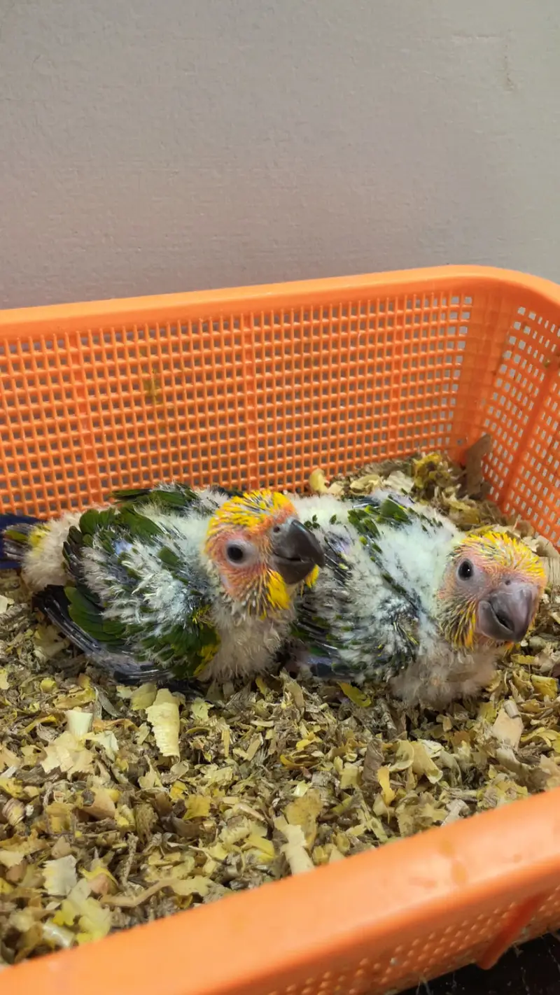 Sunconure chicks — photo 2