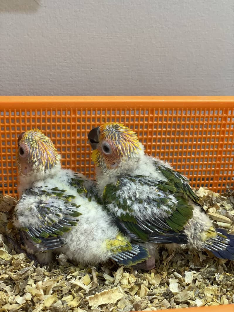 Sunconure chicks 2