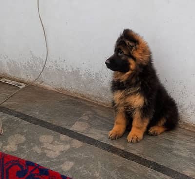 German shepherd puppie 03368764430 Whatsapp number