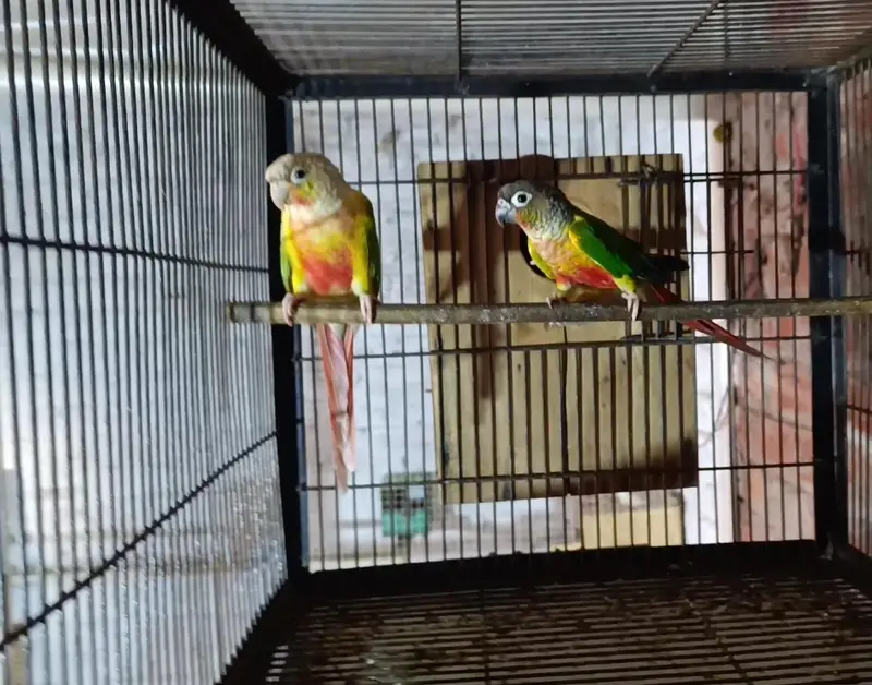pineapple conure to green chick yellow sided with DNA female 2 DNA