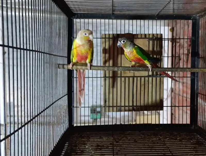 pineapple conure to green chick yellow sided with DNA female 2 DNA — photo 2