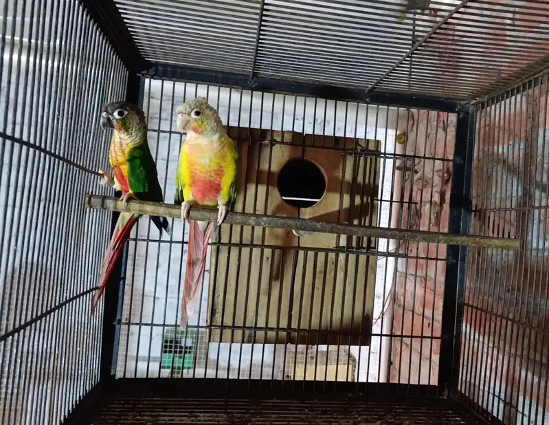pineapple conure to green chick yellow sided with DNA female 2 DNA — photo 3