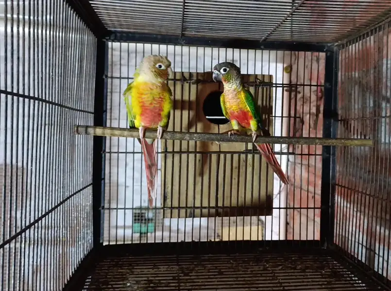pineapple conure to green chick yellow sided with DNA female 2 DNA — photo 4
