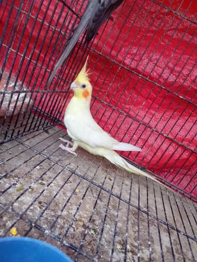 cocktails breeder female