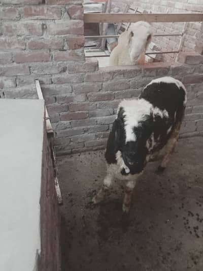 mundri sheep