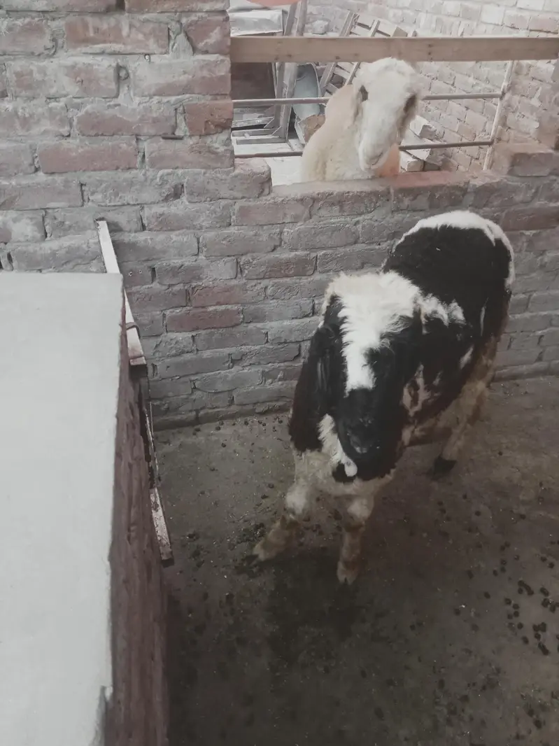 mundri sheep