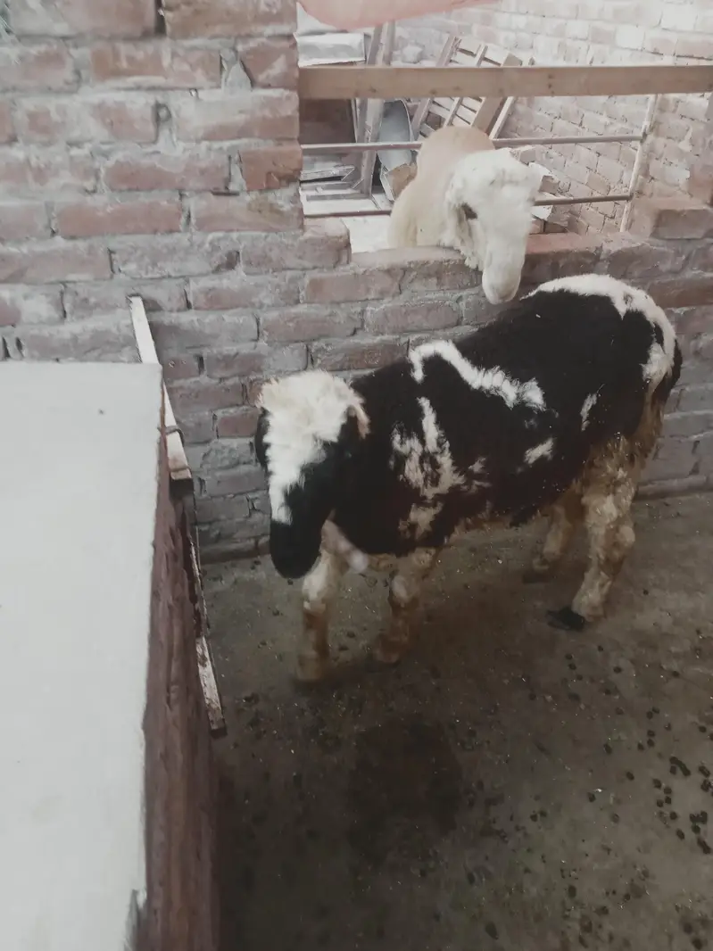 mundri sheep — photo 2