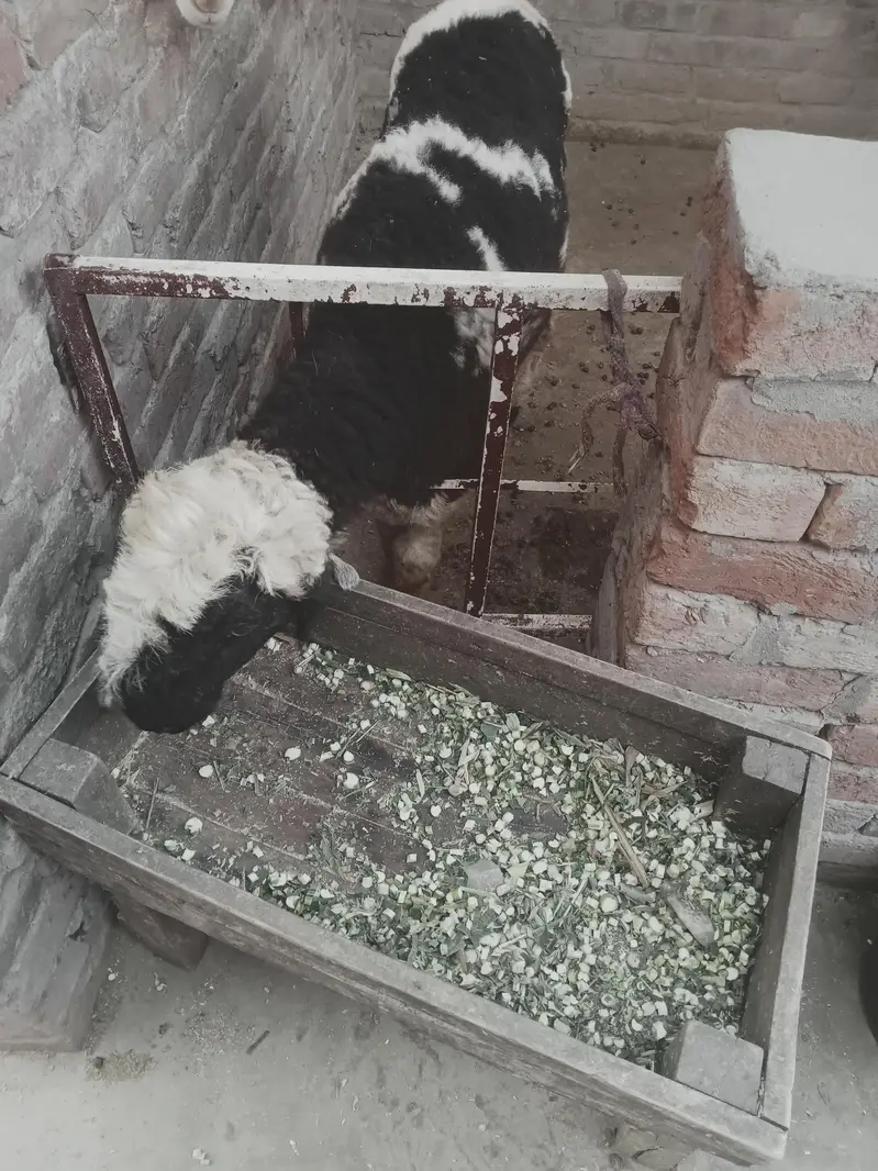 mundri sheep — photo 3
