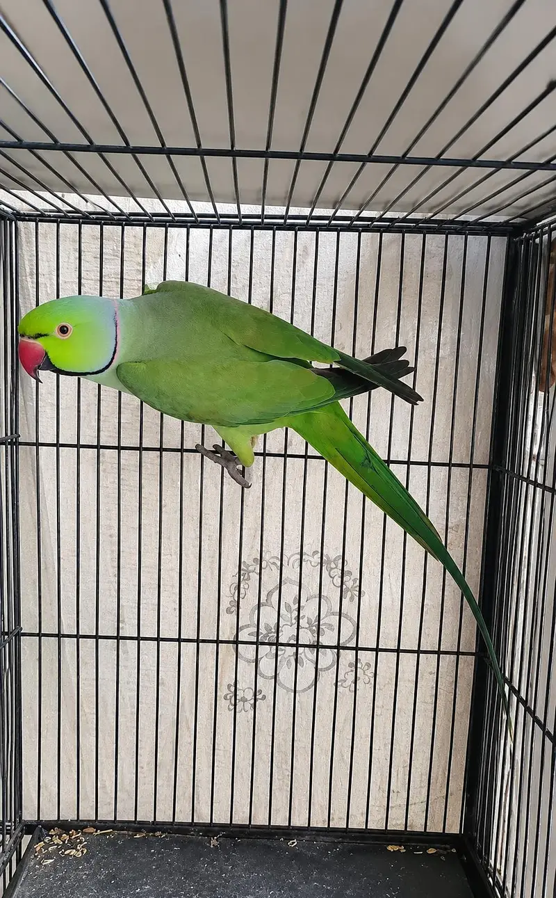 Ringneck Breeder Male Parrot Adult