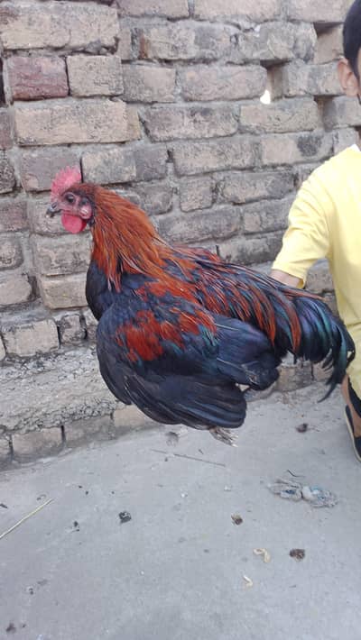 Pure Desi murga available ha Ghar ka phla ha