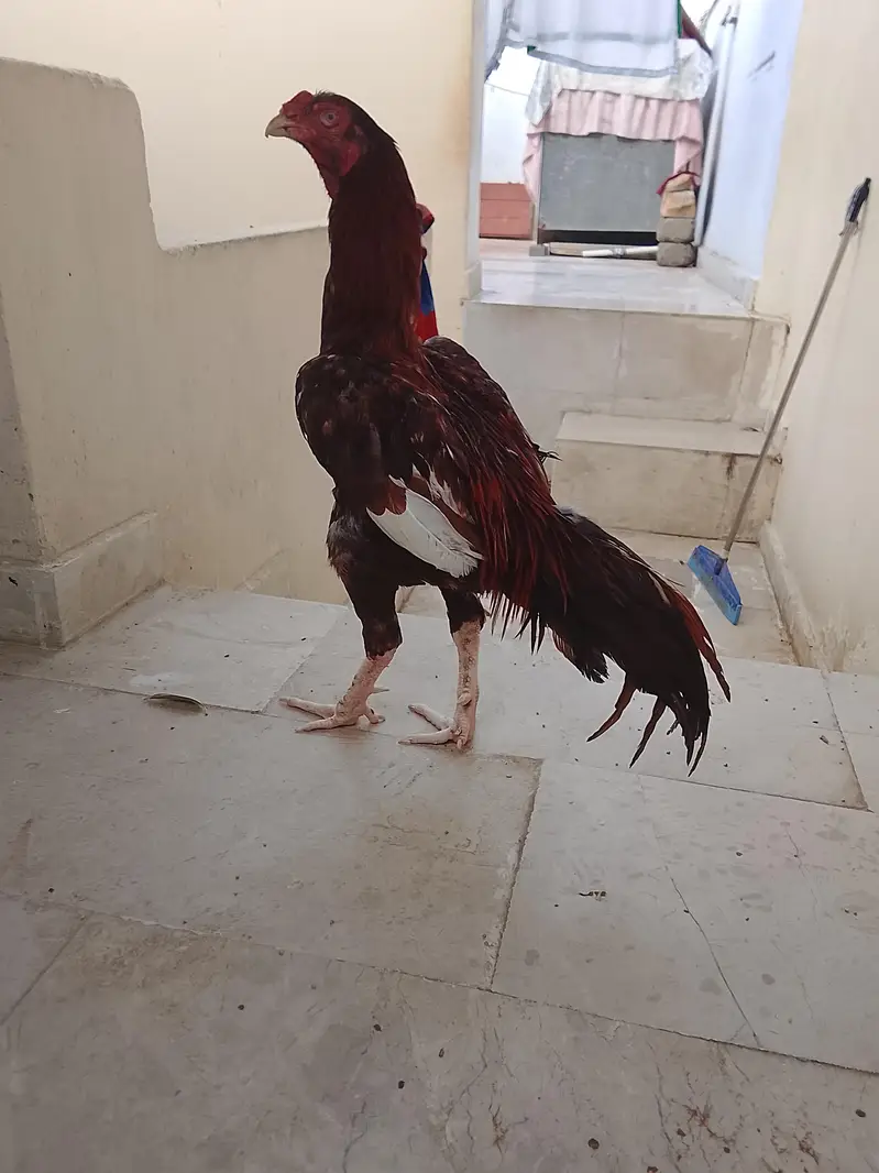 aseel Heera pair or ek murga — photo 4