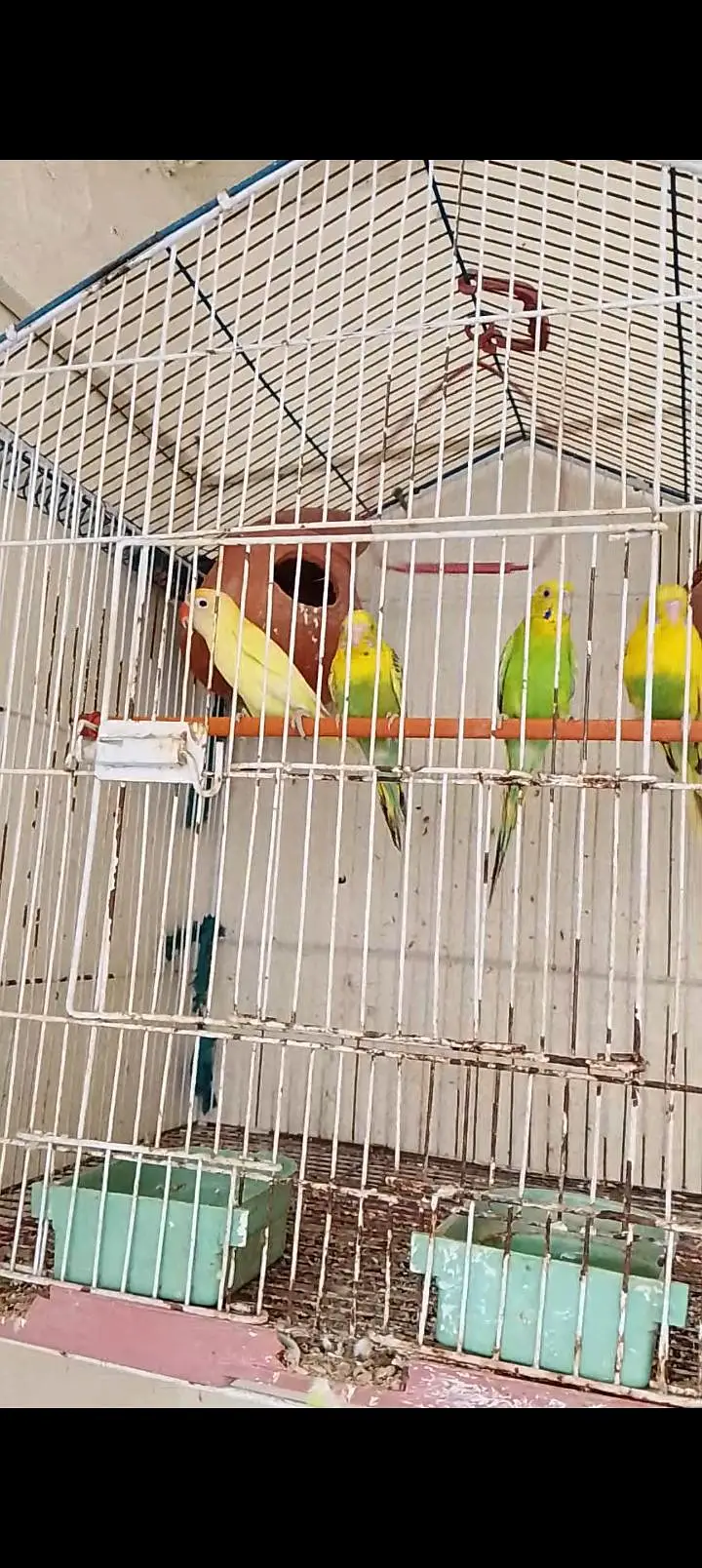 2 budgies breder pair 1 love bird