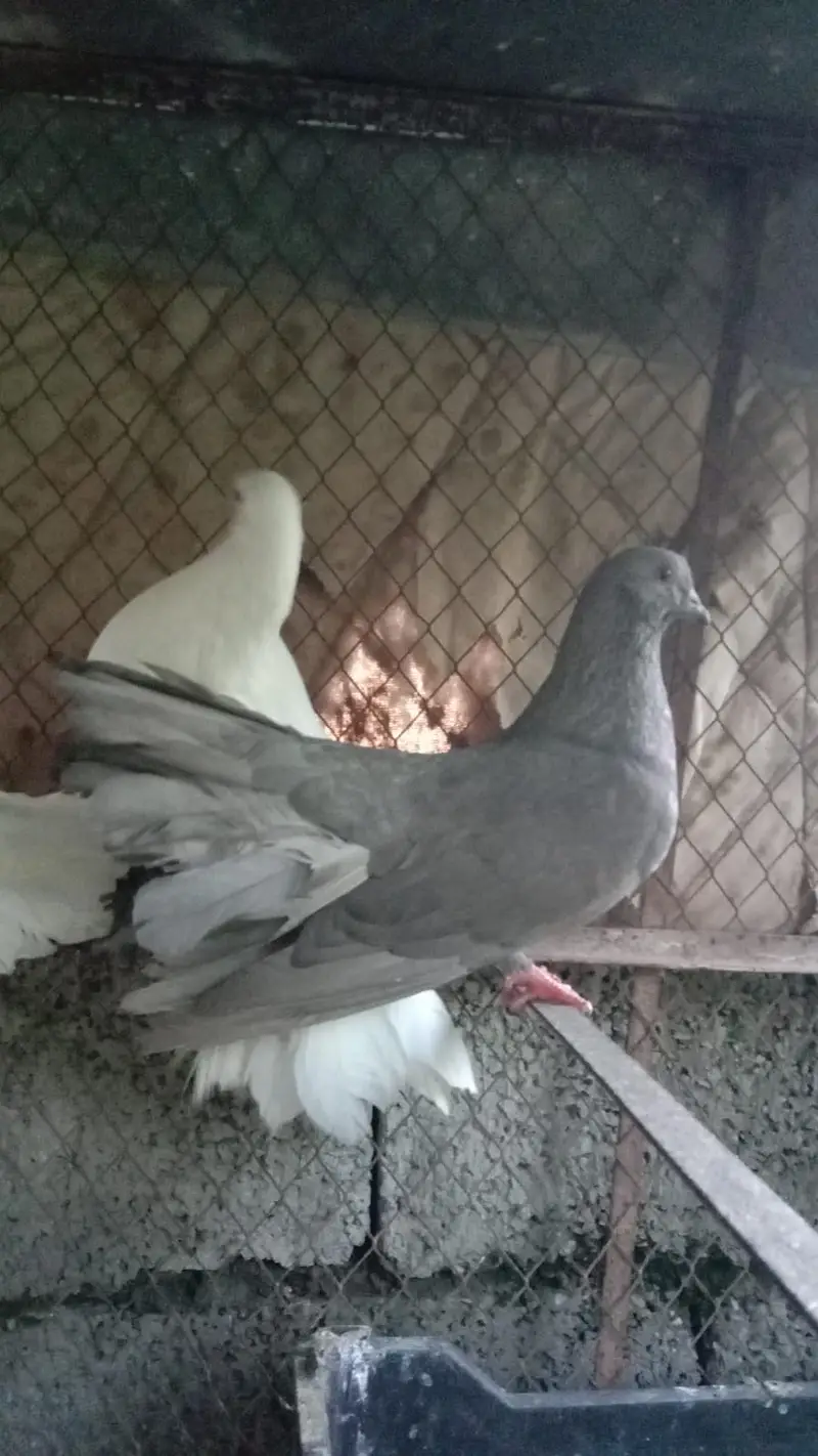 Lacky Peigions — photo 3