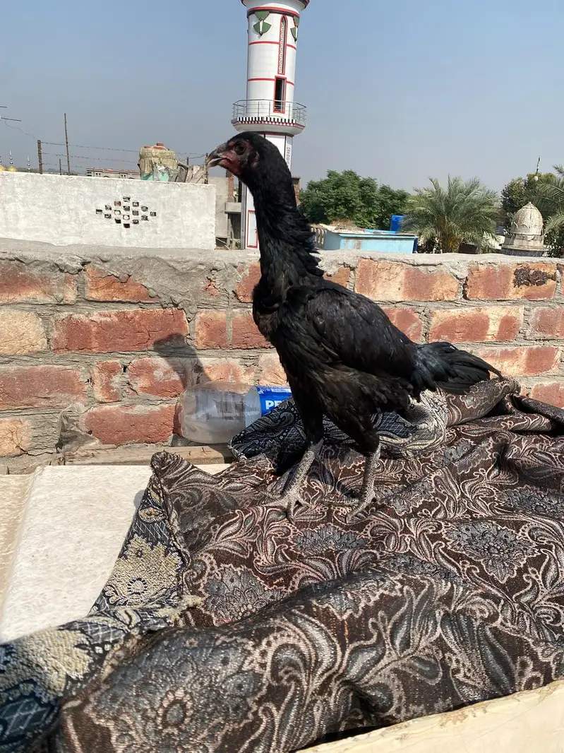 ready to breed egg lay whtsap 0336(47)72)110