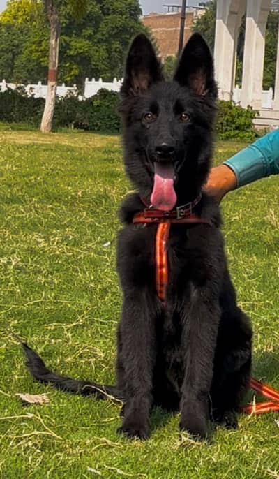 proper long coat gsd mail age 3 munths vaccinated  deworming complete