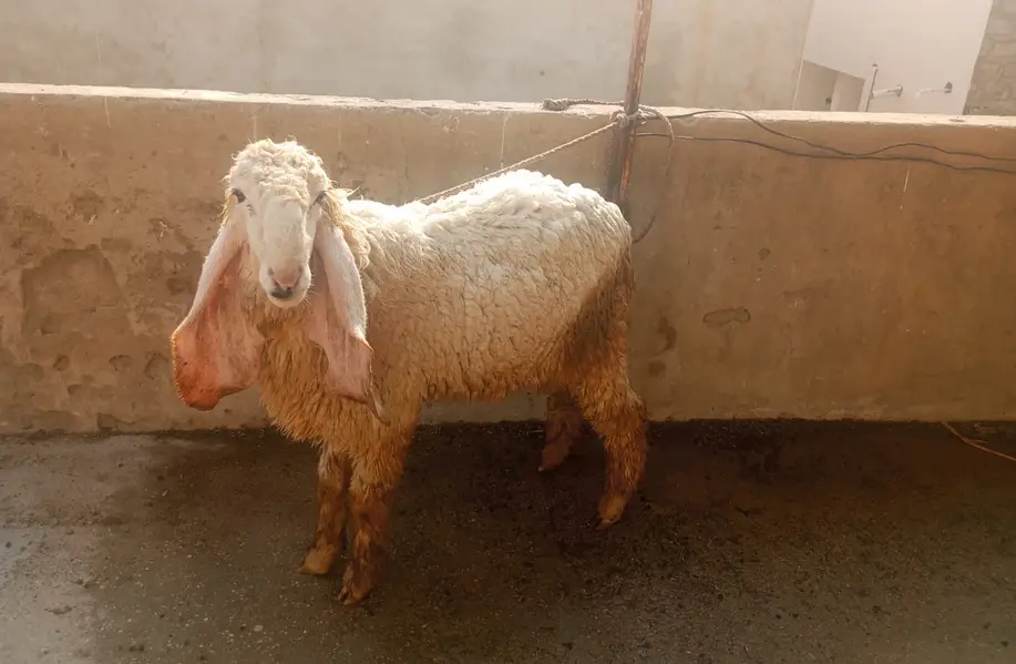Dumba for Sale