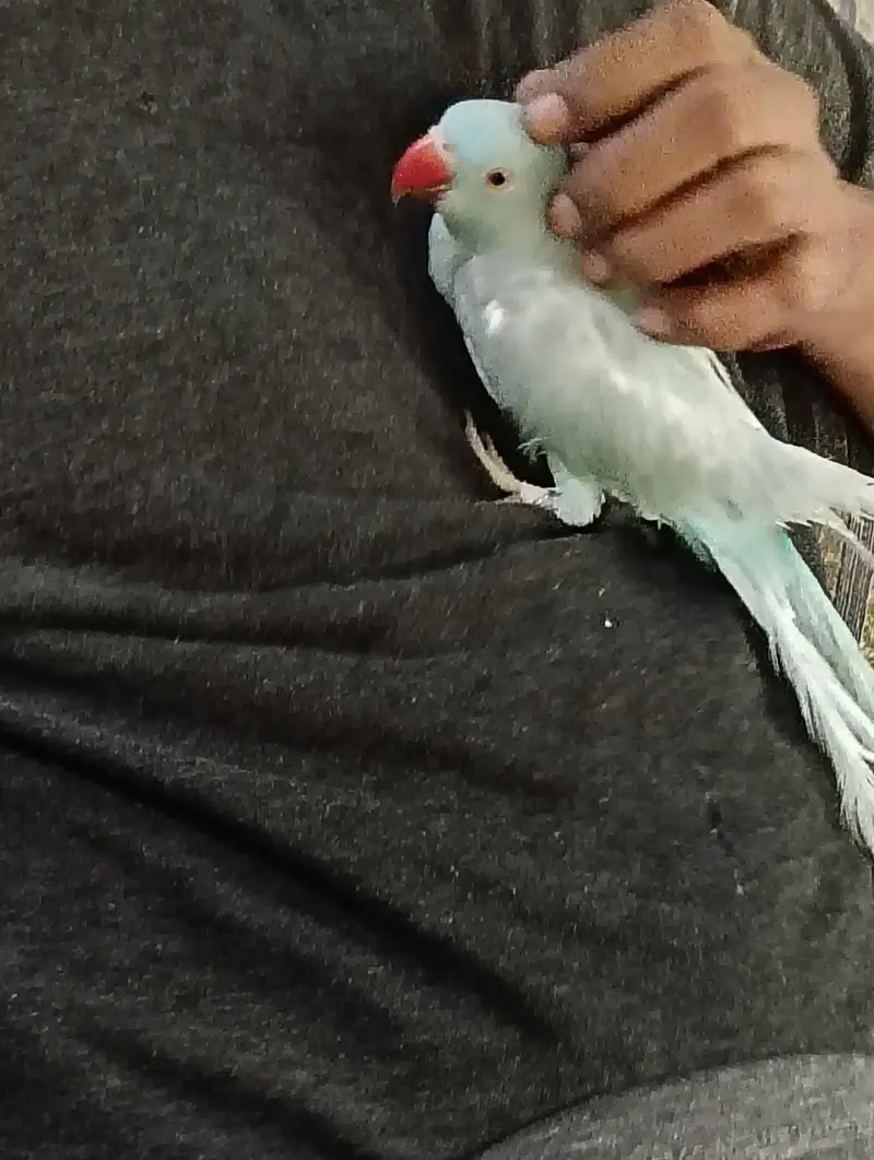 talking blue parrot