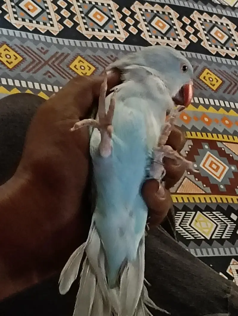 talking blue parrot — photo 2