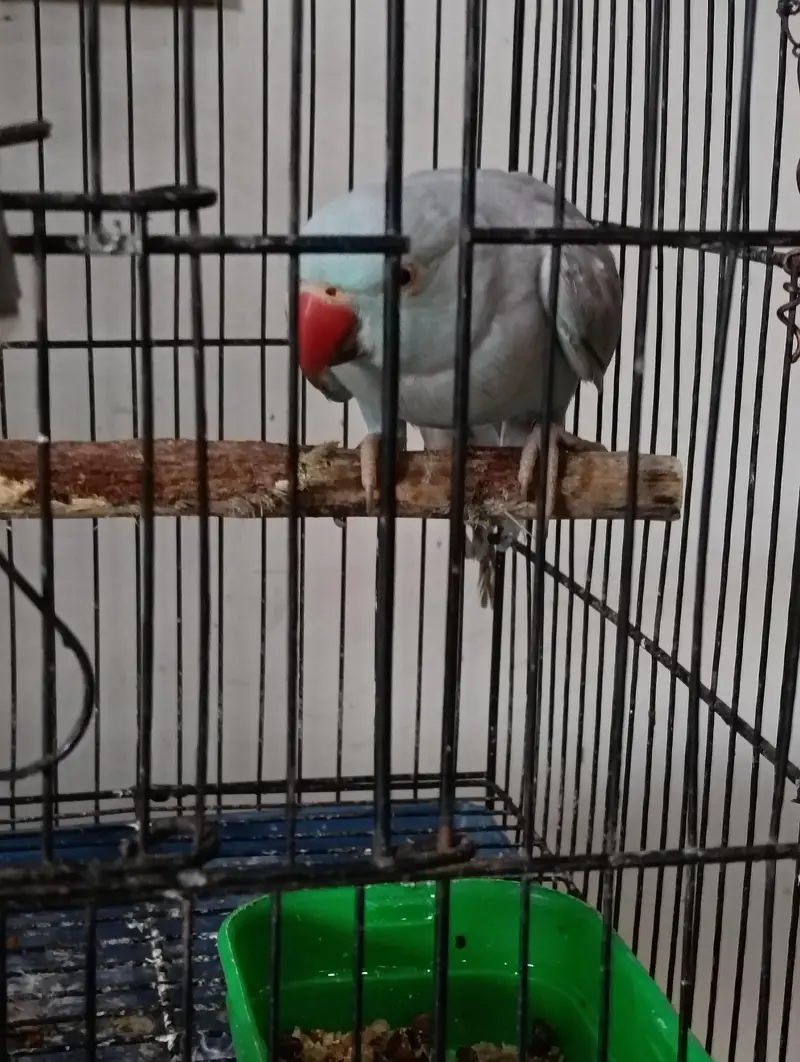 talking blue parrot — photo 3