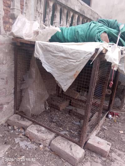 cage for sale
