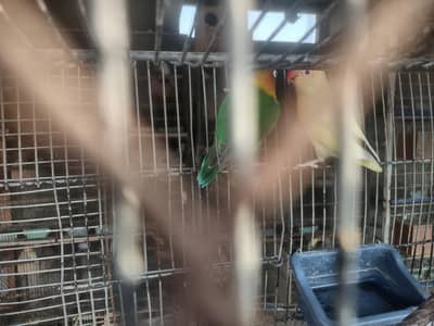 Love Birds
