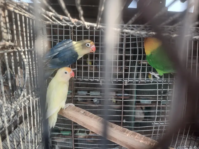 Love Birds — photo 2