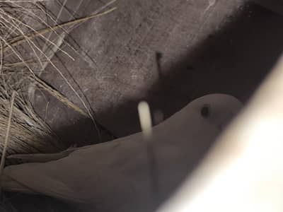 love birds 4 pair hai breeder pair