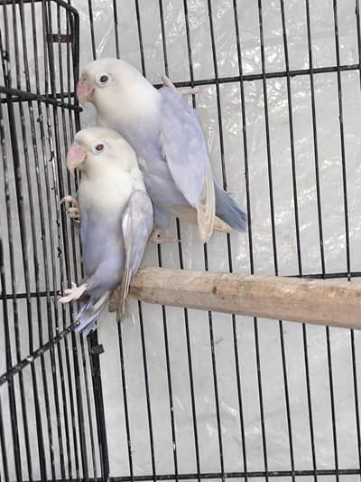 love birds 2 pair hai breeder pair
