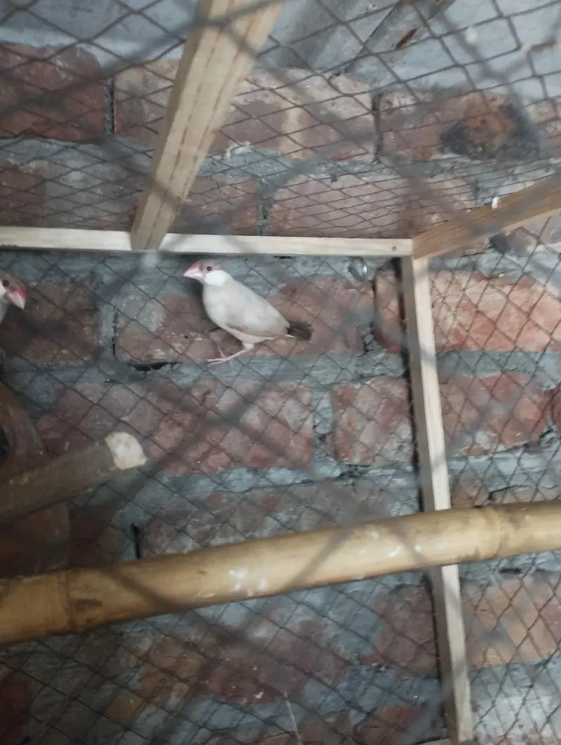 java/Budgie/love bairds — photo 2