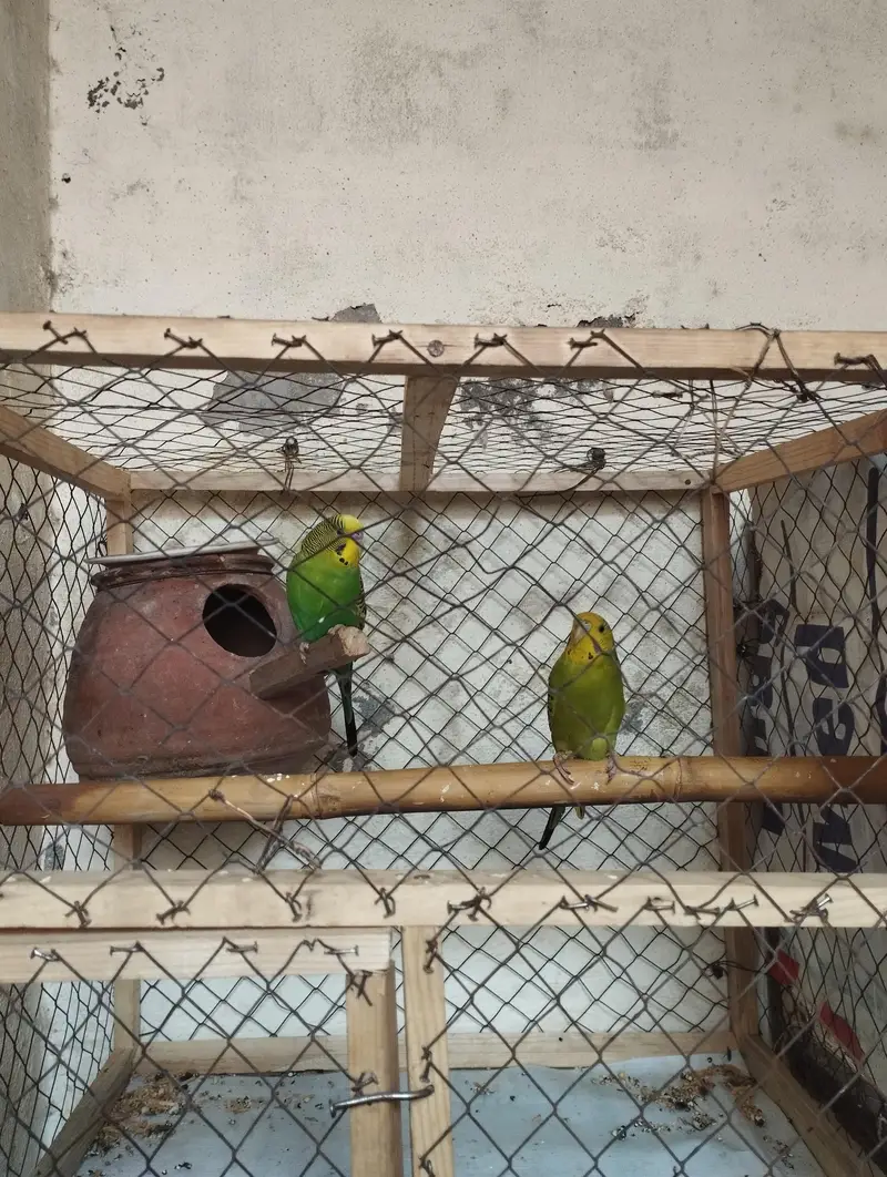 java/Budgie/love bairds — photo 3