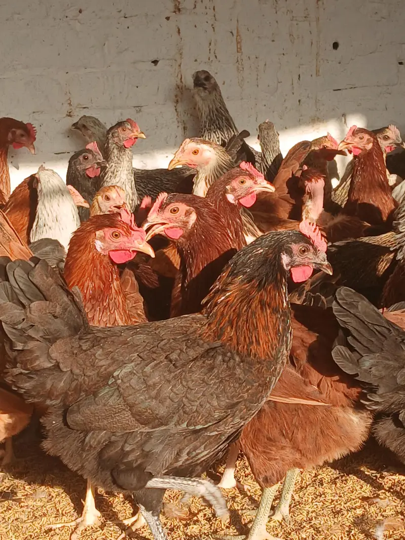 Egg laying hens for sale. | Golden misri | Desi | lohmann | fayoummi — photo 2