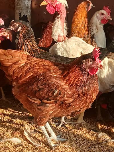 Egg laying hens for sale. | Golden misri | Desi | lohmann | fayoummi